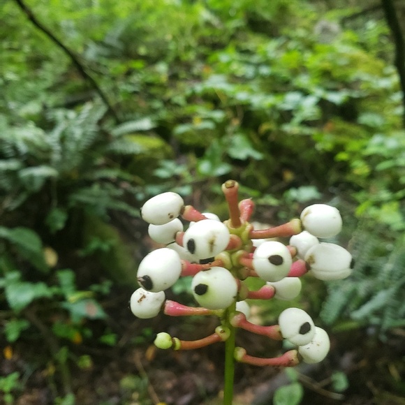 Meet your Posher, Ruby - Picture 1 of 1